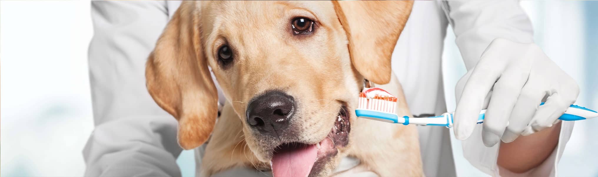 how much is dental treatment for dogs